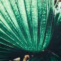 観葉植物を取り入れた見せる収納ディスプレイアイデア